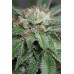 Семена Humboldt seeds Bubba Kush feminized - цены, описание в интернет-магазине Dutch Seeds