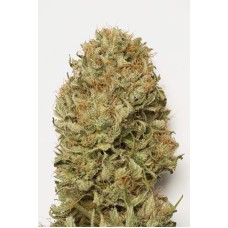 Humboldt seeds Blue Dream Auto autofeminized