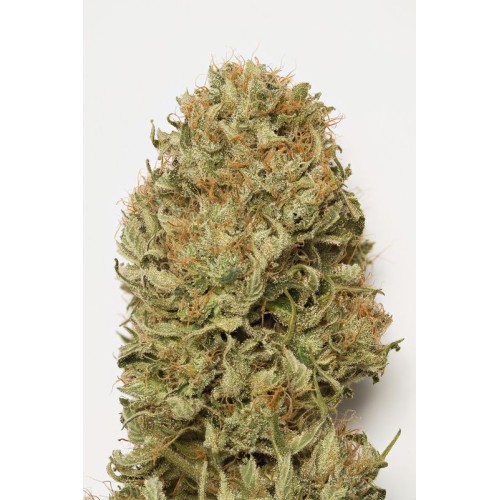 Семена Humboldt seeds Blue Dream Auto autofeminized - цены, описание в интернет-магазине Dutch Seeds