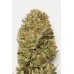 Семена Humboldt seeds Blue Dream Auto autofeminized - цены, описание в интернет-магазине Dutch Seeds