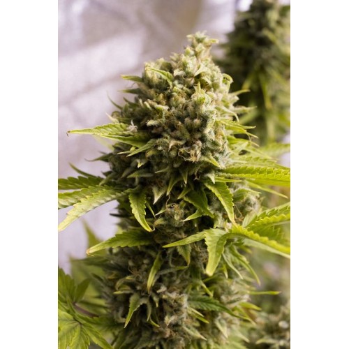 Семена Humboldt seeds Bubba Cheese Auto autofeminized - цены, описание в интернет-магазине Dutch Seeds