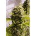 Семена Humboldt seeds Bubba Cheese Auto autofeminized - цены, описание в интернет-магазине Dutch Seeds