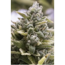 Humboldt seeds OG Kush Auto autofeminized