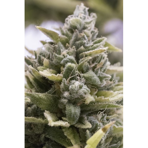 Семена Humboldt seeds OG Kush Auto autofeminized - цены, описание в интернет-магазине Dutch Seeds