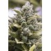 Семена Humboldt seeds OG Kush Auto autofeminized - цены, описание в интернет-магазине Dutch Seeds