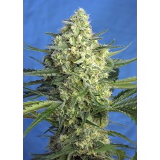 Sweet seeds Jack 47 XL Auto autofeminized