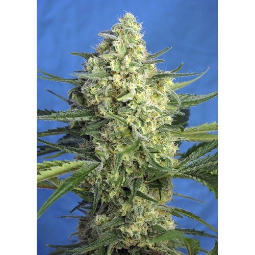 Семена Sweet seeds Jack 47 XL Auto autofeminized - цены, описание в интернет-магазине Dutch Seeds