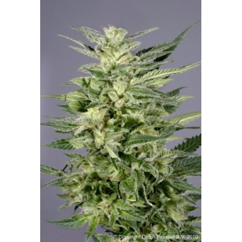 Семена Dutch Passion Jorges Diamonds #1 - цены, описание в интернет-магазине Dutch Seeds