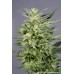 Семена Dutch Passion Jorges Diamonds #1 - цены, описание в интернет-магазине Dutch Seeds