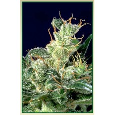 Serious seeds Kali Mist feminized