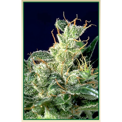 Семена Serious seeds Kali Mist feminized - цены, описание в интернет-магазине Dutch Seeds