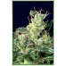 Семена Serious seeds Kali Mist regular - цены, описание в интернет-магазине Dutch Seeds