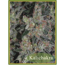 Mandala seeds Kalichakra regular