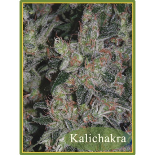 Семена Mandala seeds Kalichakra regular - цены, описание в интернет-магазине Dutch Seeds