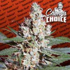 Paradise seeds L.A. Amnesia feminized