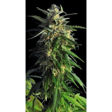 Kannabia La Blanca feminized