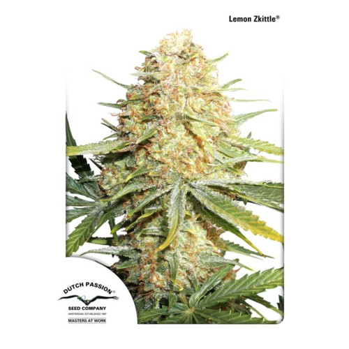 Семена Dutch Passion Lemon Zkittle feminized - цены, описание в интернет-магазине Dutch Seeds