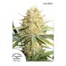 Семена Dutch Passion Lemon Zkittle feminized - цены, описание в интернет-магазине Dutch Seeds