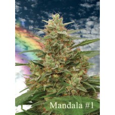 Mandala seeds Mandala #1 regular