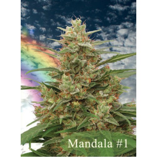 Семена Mandala seeds Mandala #1 regular - цены, описание в интернет-магазине Dutch Seeds