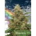 Семена Mandala seeds Mandala #1 regular - цены, описание в интернет-магазине Dutch Seeds