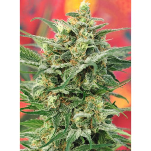 Семена Mandala seeds Lazy Hippie regular - цены, описание в интернет-магазине Dutch Seeds