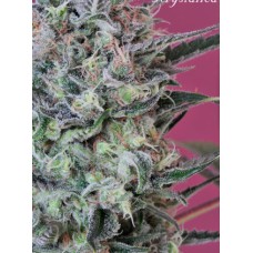 Mandala seeds Krystalika regular