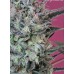 Семена Mandala seeds Krystalika regular - цены, описание в интернет-магазине Dutch Seeds