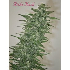 Mandala seeds Rishi Kush regular