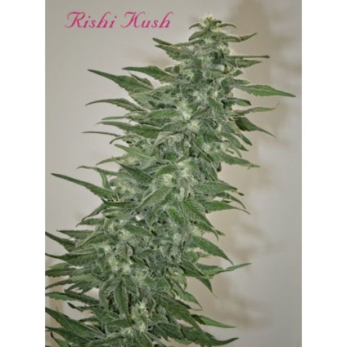 Семена Mandala seeds Rishi Kush regular - цены, описание в интернет-магазине Dutch Seeds