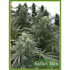 Mandala seeds Safari Mix regular