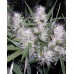 Семена Dutch Passion Masterkush feminized - цены, описание в интернет-магазине Dutch Seeds