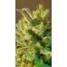 Семена Kannabia Mataro Blue autofem - цены, описание в интернет-магазине Dutch Seeds