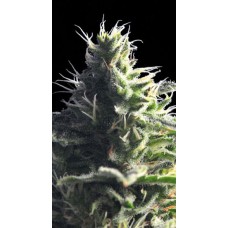 Kannabia Mataro Blue feminized