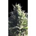 Семена Kannabia Mataro Blue feminized - цены, описание в интернет-магазине Dutch Seeds