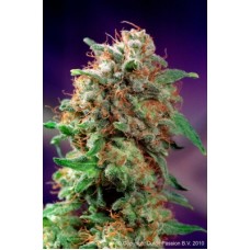 Dutch Passion Mazar feminized