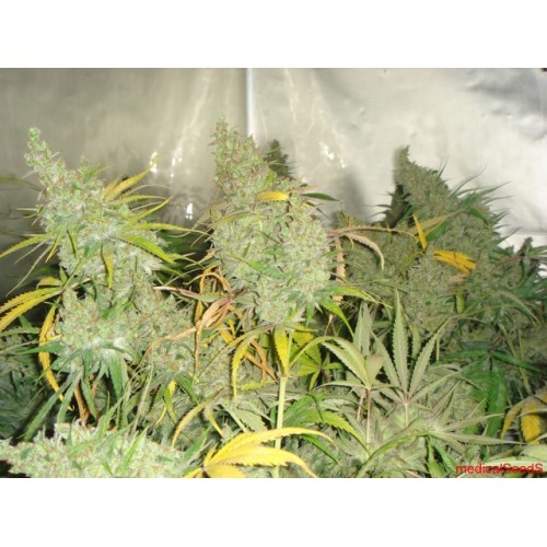 Семена Medical seeds 1024 feminized - цены, описание в интернет-магазине Dutch Seeds