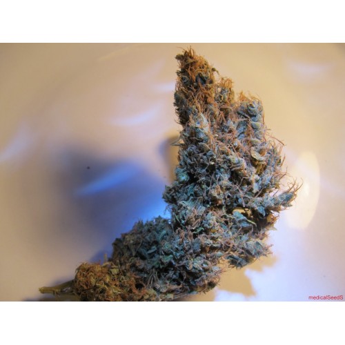 Семена Medical seeds 2046 feminized - цены, описание в интернет-магазине Dutch Seeds