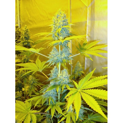 Семена Medical seeds Channel+ feminized - цены, описание в интернет-магазине Dutch Seeds