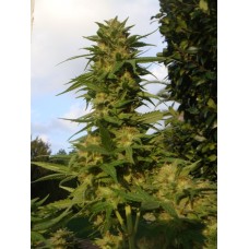 Medical seeds Devil fruit feminized