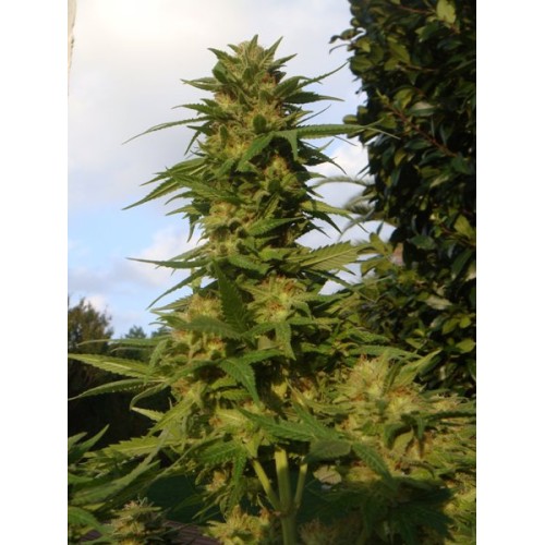 Семена Medical seeds Devil fruit feminized - цены, описание в интернет-магазине Dutch Seeds