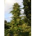 Семена Medical seeds Devil fruit feminized - цены, описание в интернет-магазине Dutch Seeds