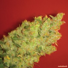 Medical seeds Jack La Mota feminized