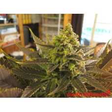 Medical seeds NO NAME feminized