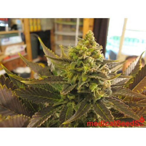 Семена Medical seeds NO NAME feminized - цены, описание в интернет-магазине Dutch Seeds