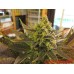 Семена Medical seeds NO NAME feminized - цены, описание в интернет-магазине Dutch Seeds