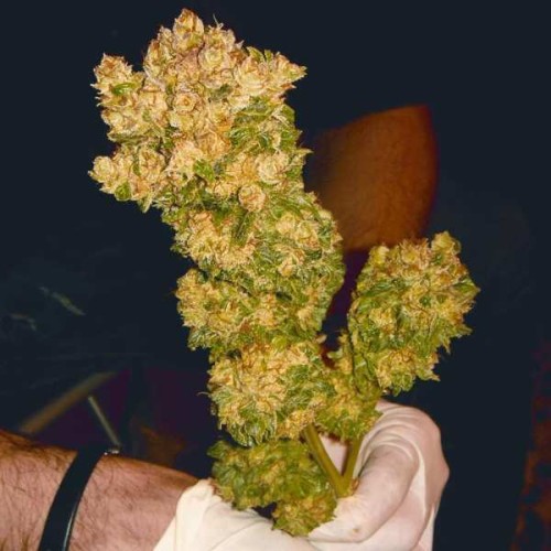 Семена Medical seeds Sour diesel feminized - цены, описание в интернет-магазине Dutch Seeds