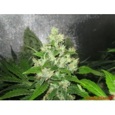 Medical seeds Y Griega feminized