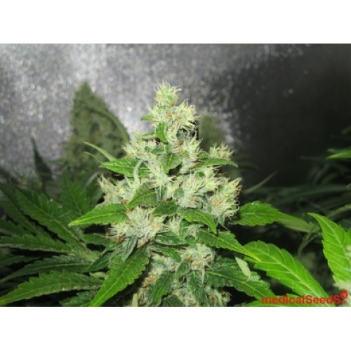 Семена Medical seeds Y Griega feminized - цены, описание в интернет-магазине Dutch Seeds