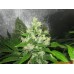 Семена Medical seeds Y Griega feminized - цены, описание в интернет-магазине Dutch Seeds